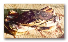 Photo: Pacific (Dungeness) Crab