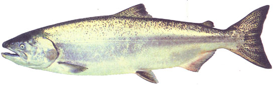 Photo of chinook salmon in marine phase