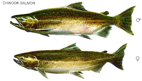 Drawing of male and female chinook salmon in freshwater phase