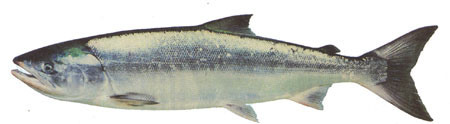 Photo of chum salmon in marine phase
