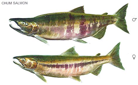 Drawing of male and female chum salmon in freshwater phase