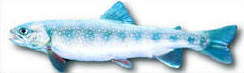 Illustration of Dolly Varden - courtesy of the B.C. Ministry of Environment