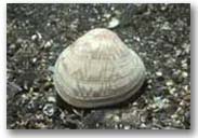 Photo of a Little-Neck clam