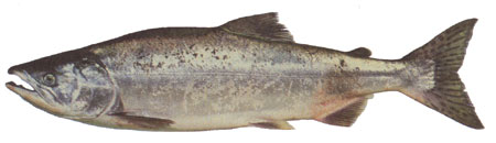 Photo of pink salmon in marine phase