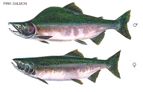 Drawing of male and female pink salmon in freshwater phase