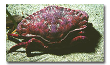 Photo: Redrock crab