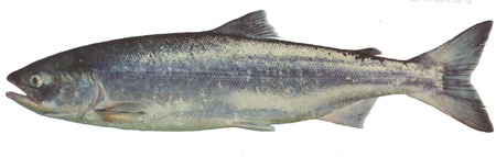 Photo of sockeye salmon in marine phase
