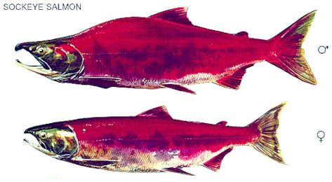 Drawing of male and female sockeye salmon in freshwater phase