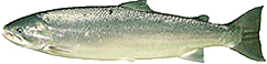 Illustration of Steelhead trout