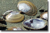 Photo: Varnish clam